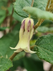 Billardiera mutabilis