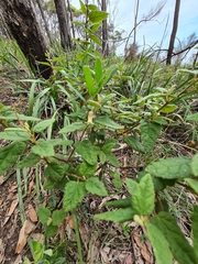 Billardiera mutabilis