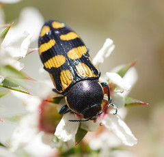 Castiarina adelaidae