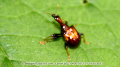 Leptapoderus carbonicolor