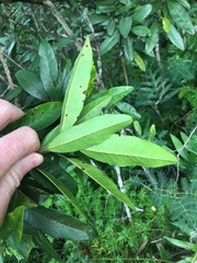 Pimenta dioica