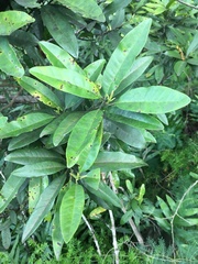 Pimenta dioica