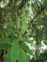 Brachyglottis hectorii