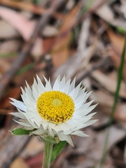Helichrysum leucopsideum