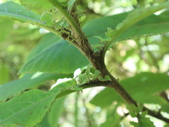 Brachyglottis hectorii