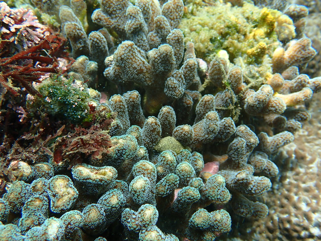 Photo of Smooth cauliflower coral (Stylophora pistillata)