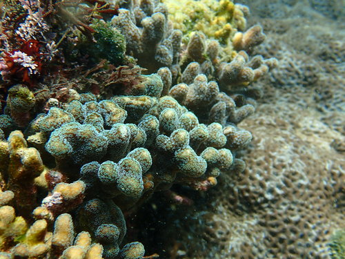 Photo of Smooth cauliflower coral (Stylophora pistillata)