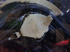 Pleuronichthys coenosus