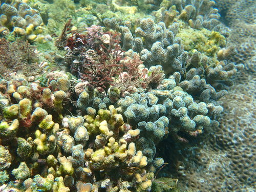 Photo of Smooth cauliflower coral (Stylophora pistillata)