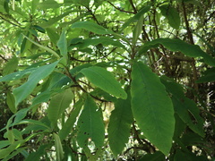 Brachyglottis hectorii