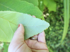 Brachyglottis hectorii