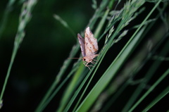 Macaria shanghaisaria