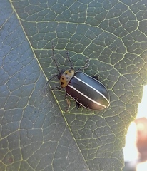 Disonycha conjuncta