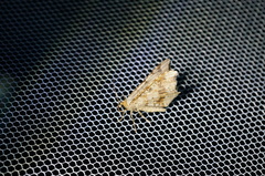 Macaria shanghaisaria