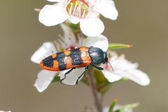 Castiarina crenata