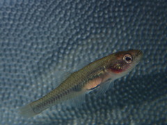 Hypseleotris klunzingeri