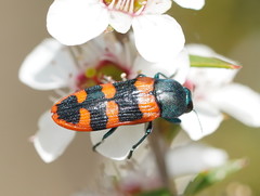 Castiarina crenata