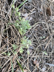 Polemonium micranthum