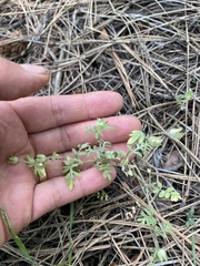 Polemonium micranthum