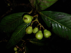 Chrysochlamys allenii