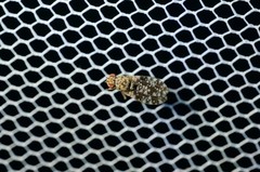 Homoneura euaresta