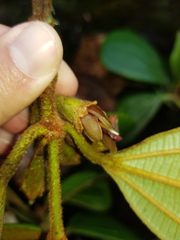 Blakea austin-smithii