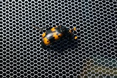Nicrophorus quadripunctatus