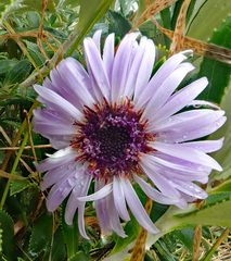 Macrolearia chathamica
