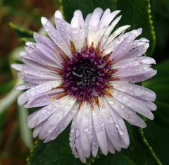 Macrolearia chathamica