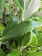Macrolearia chathamica