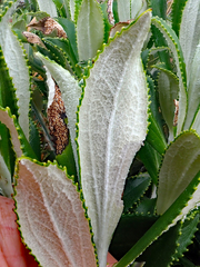 Macrolearia chathamica