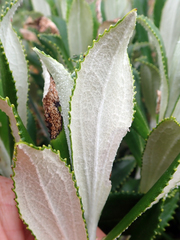Macrolearia chathamica