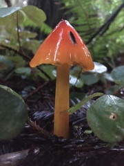 Hygrocybe