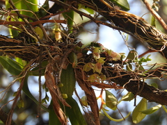 Leochilus oncidioides