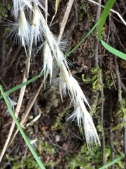 Rytidosperma gracile