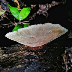 Hexagonia glabra