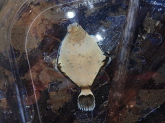 Pleuronichthys coenosus
