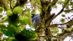 Morphnarchus princeps