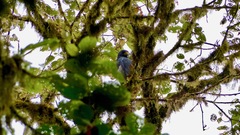 Morphnarchus princeps