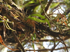 Leochilus oncidioides