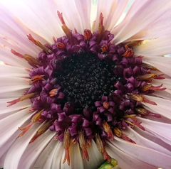 Macrolearia chathamica