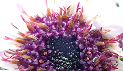 Macrolearia chathamica