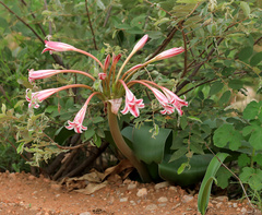 Crinum stuhlmannii delagoense