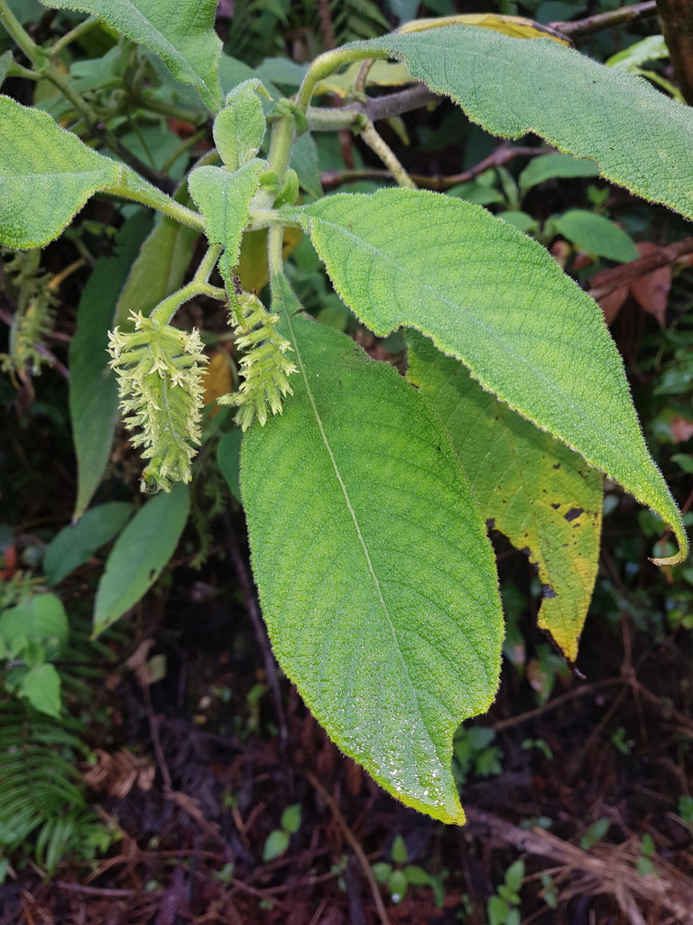 Tournefortia johnstonii