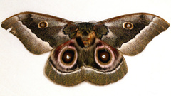 Gonimbrasia zambesina
