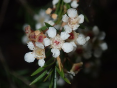 Sannantha similis