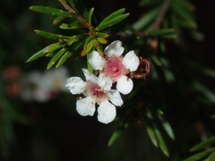 Sannantha similis
