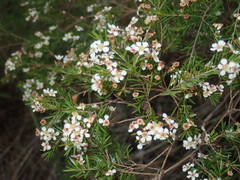 Sannantha similis