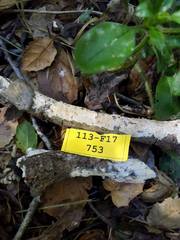 Hyphodontia
