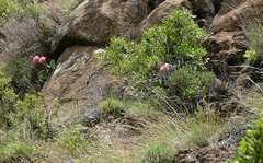 Haemanthus humilis